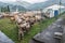 Cattle exhibition and contest at Brembana Valley, Serina,Bergamo,Lombardia Italy. Cows italian brown and Red spotted contest.