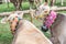 Cattle exibition cows brown breed