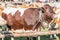 Cattle exibition red spotted breed