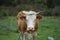 Cattle on the family farm