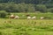 A cattle farm with cows grazing on green pasture on a summer morning. Livestock or a herd feeding outdoors in a meadow