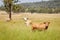 Cattle Farm Cows in Green Grass Paddock