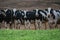 Cattle farm. Dairy cows Cowshed in a farm.