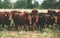 Cattle farm. Farming Ranch Angus and Hereford cows.