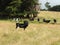 Cattle Farm, Tasmania