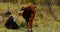 Cattle farming. Brown and black cows grazes in the meadow. The animal looks closely at the camera on a sun autumn