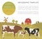 Cattle farming infographic template. Cow, bull, calf family