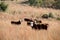 Cattle farming in South Africa.