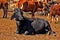 Cattle farming in South Africa.