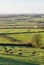 Cattle farming in UK farmland with fields and hedgerow