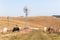 Cattle Farming Windmills Landscape