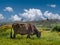 Cattle fed in natural green grass. cows and nature landscape in spring