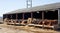 Cattle feeding on carrots.