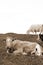 Cattle feeding on the green grass in sepia