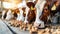 Cattle feeding on hay inside a cowshed on a productive and well managed dairy farm