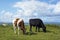 Cattle feeding near cliffs on the wild atlantic way