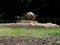 Cattle Feeding Station in Farm Pasture