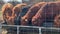 Cattle feeding at the trough, cows eating