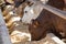 Cattle in a feedlot or feed yard