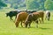 Cattle in field