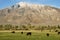 Cattle In Field Below Mountain