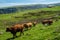 Cattle in a field in a mountainous area in France