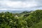 Cattle Field on Rolling Hills of Sao Miguel #3