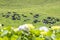 Cattle Field on Rolling Hills of Sao Miguel  5