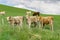 Cattle in field in rural New Zealand