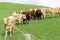 Cattle in field in rural New Zealand