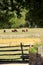 Cattle in field, with rustic fencing and heavy branches overhead