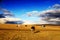 Cattle in the grassland.