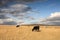 Cattle in the grassland.