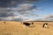 Cattle in the grassland