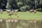 Cattle graze on the banks of the Sava River at Lonjsko Polje, Croatia