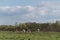 Cattle graze on bumpy pasture in spring