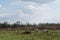 Cattle graze on bumpy pasture in spring