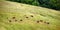 Cattle Graze in Deep Grass on Eastern Tennessee Hillside