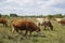 Cattle graze on a farm. Cattle-breeding.