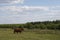 Cattle graze on the farm. Cattle-breeding.