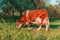 Cattle graze on green meadow grass. Breeding cows in the countryside