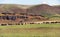 Cattle graze in a line near basalt rocks.