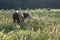 These cattle graze during the low midday sun in a pasture around Exloo, The Netherlands 1