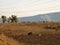 Cattle graze in the meadow