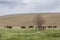 Cattle graze in the palouse area of Washington