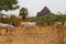 Cattle graze pasture against the background of the ancient pagoda