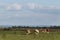 Cattle graze on pasture in spring