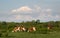 Cattle graze on pasture in spring against huge cumulonimbus cloud