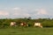 Cattle graze on pasture in spring against huge cumulonimbus cloud