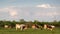 Cattle graze on pasture in spring against huge cumulonimbus cloud